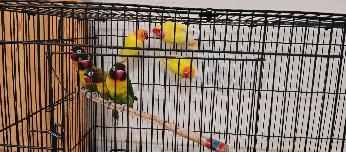 LoverBirds For sale — photo 3