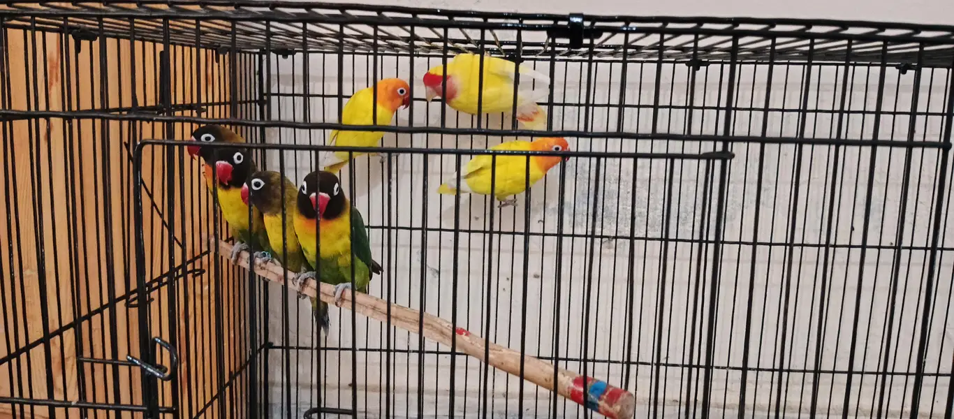LoverBirds For sale — photo 4
