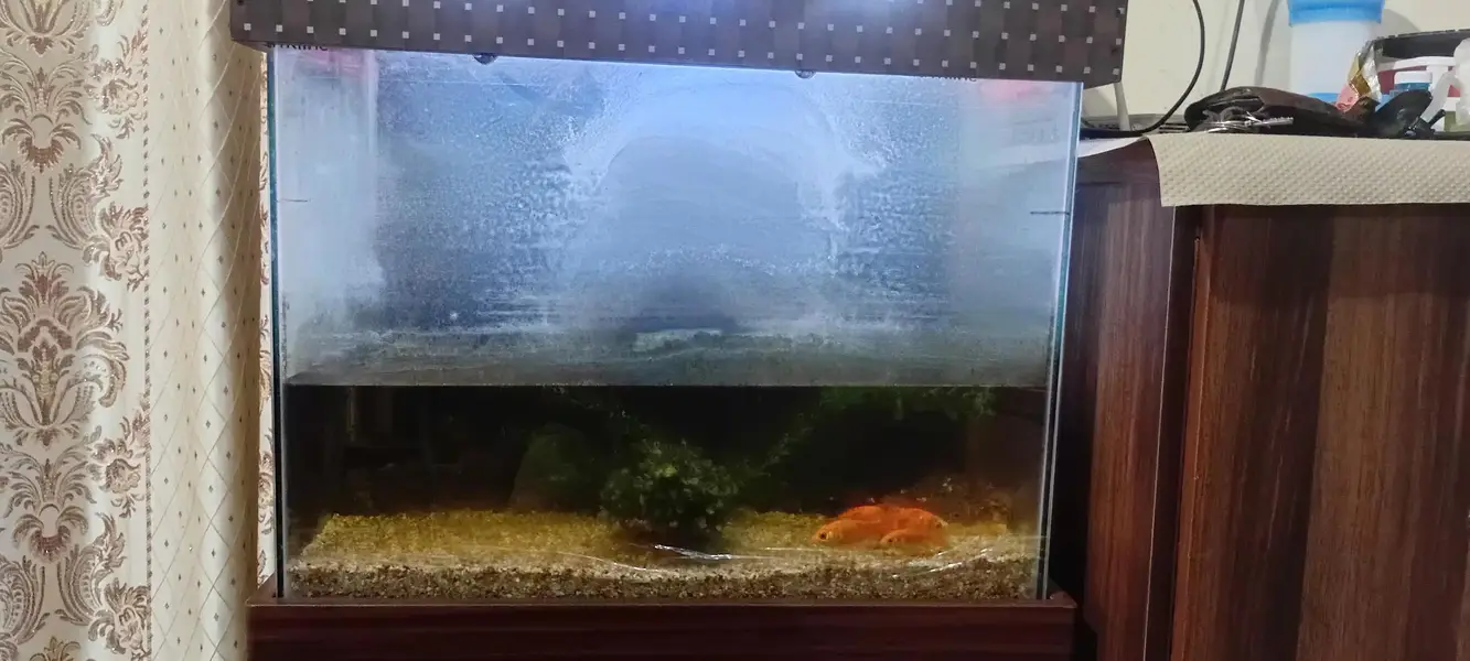 slae aqurium