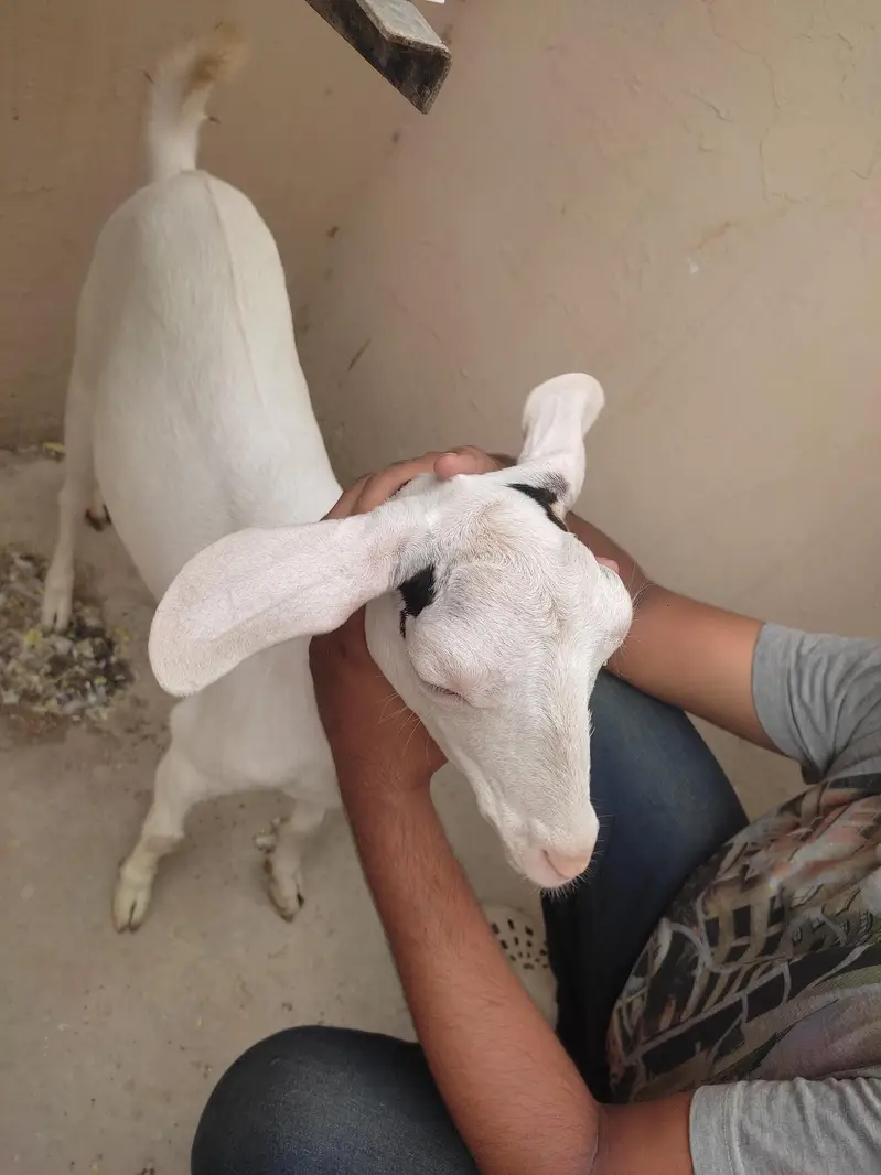 gulabi teddy bakri — photo 2