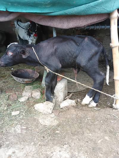Bull Calf (Katta) Neeli Nasal