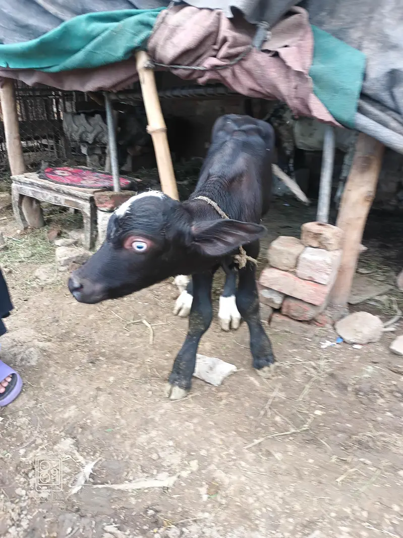 Bull Calf (Katta) Neeli Nasal — photo 4