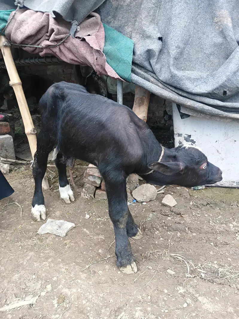 Bull Calf (Katta) Neeli Nasal — photo 5