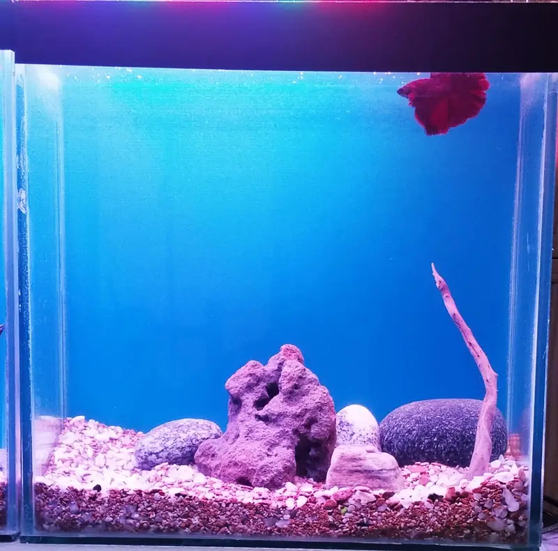 1ft planted nano Betta tanks — photo 2