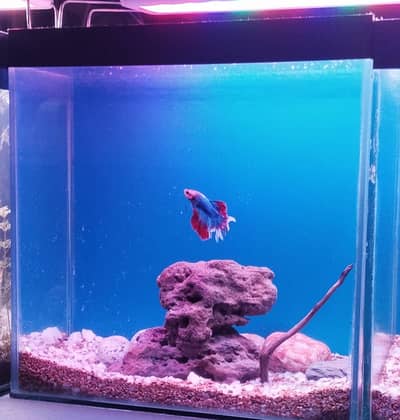 1ft planted nano Betta tanks