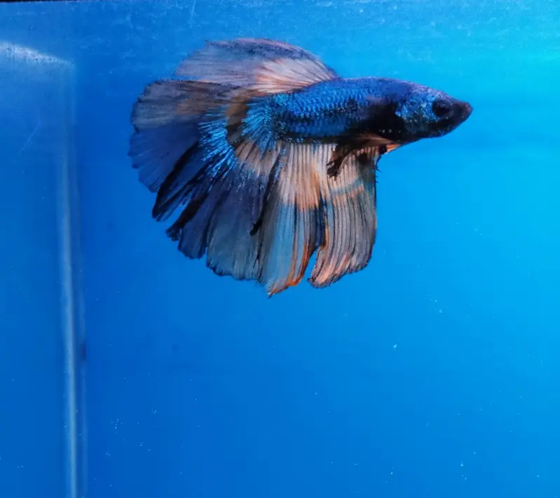 1ft planted nano Betta tanks — photo 4