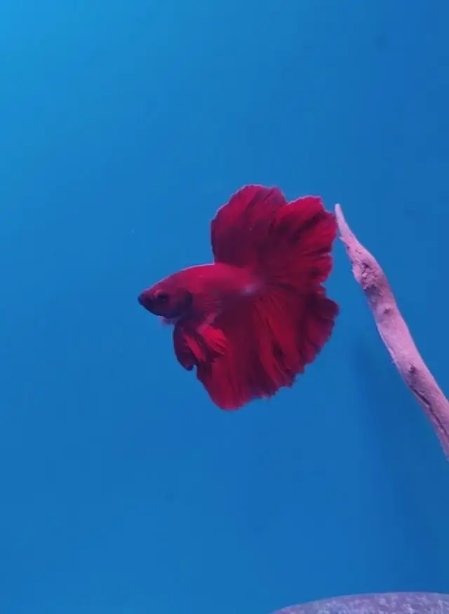 1ft planted nano Betta tanks — photo 5