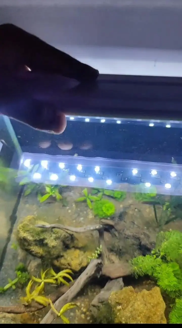 1ft planted nano Betta tanks