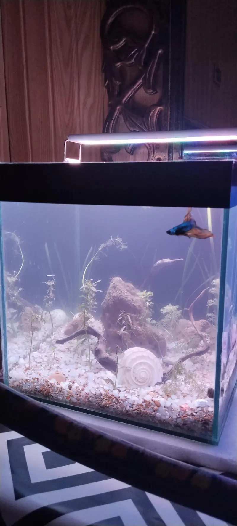 1ft planted nano Betta tanks — photo 6