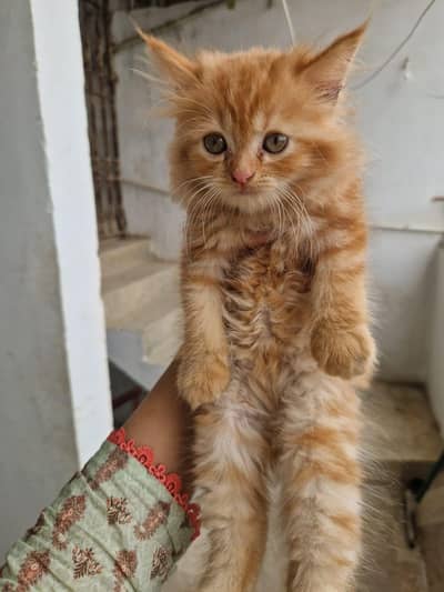 Persian kitten whatp //0 327//// 2662719
