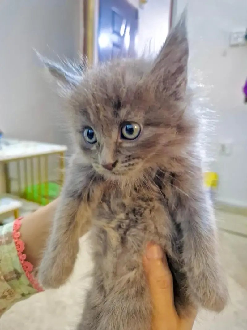Persian kitten whatp //0 327//// 2662719 — photo 2