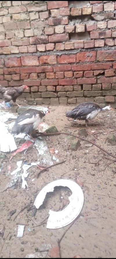 male female dono hai duck chakoor mugi bache