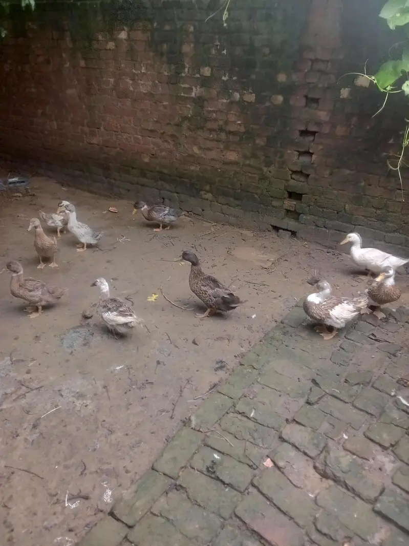 male female dono hai duck chakoor mugi bache — photo 2