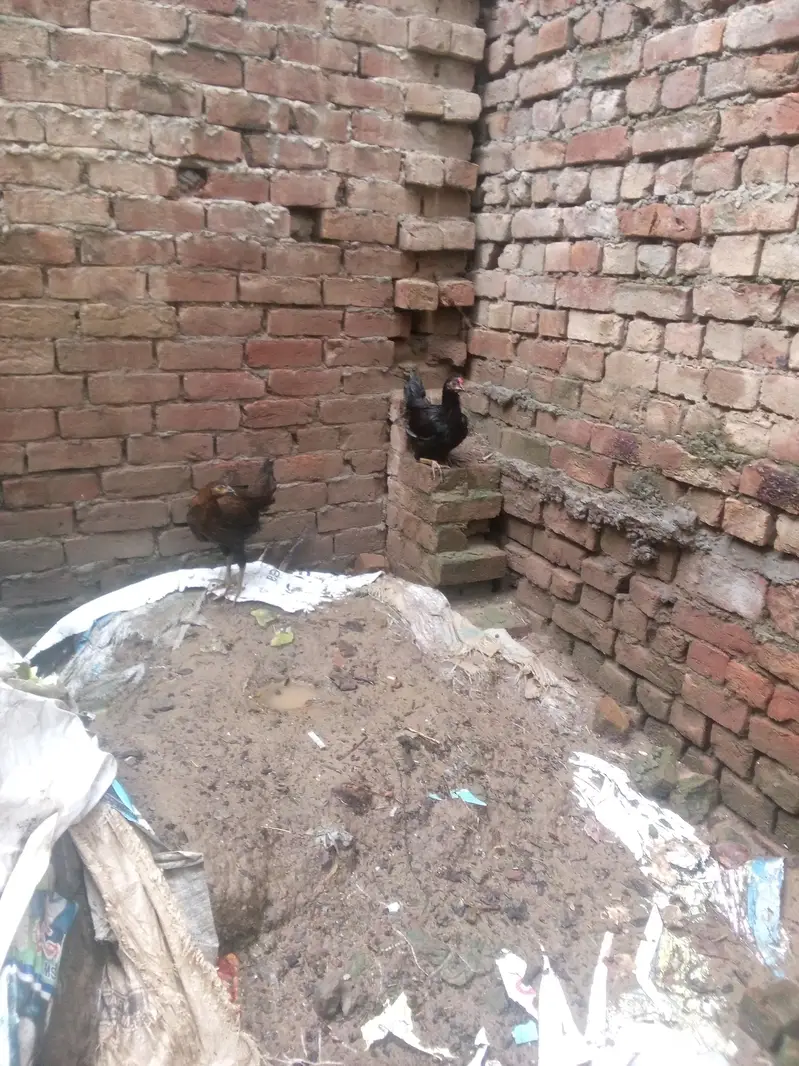male female dono hai duck chakoor mugi bache — photo 3