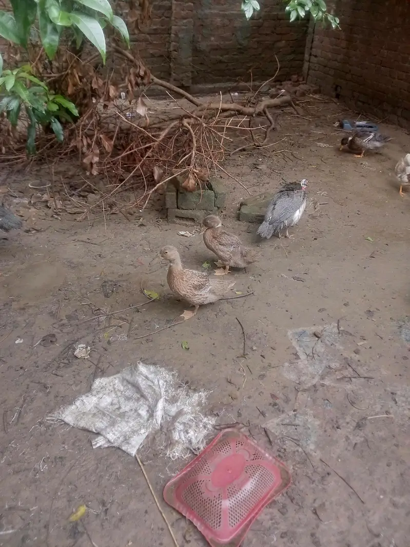 male female dono hai duck chakoor mugi bache — photo 4