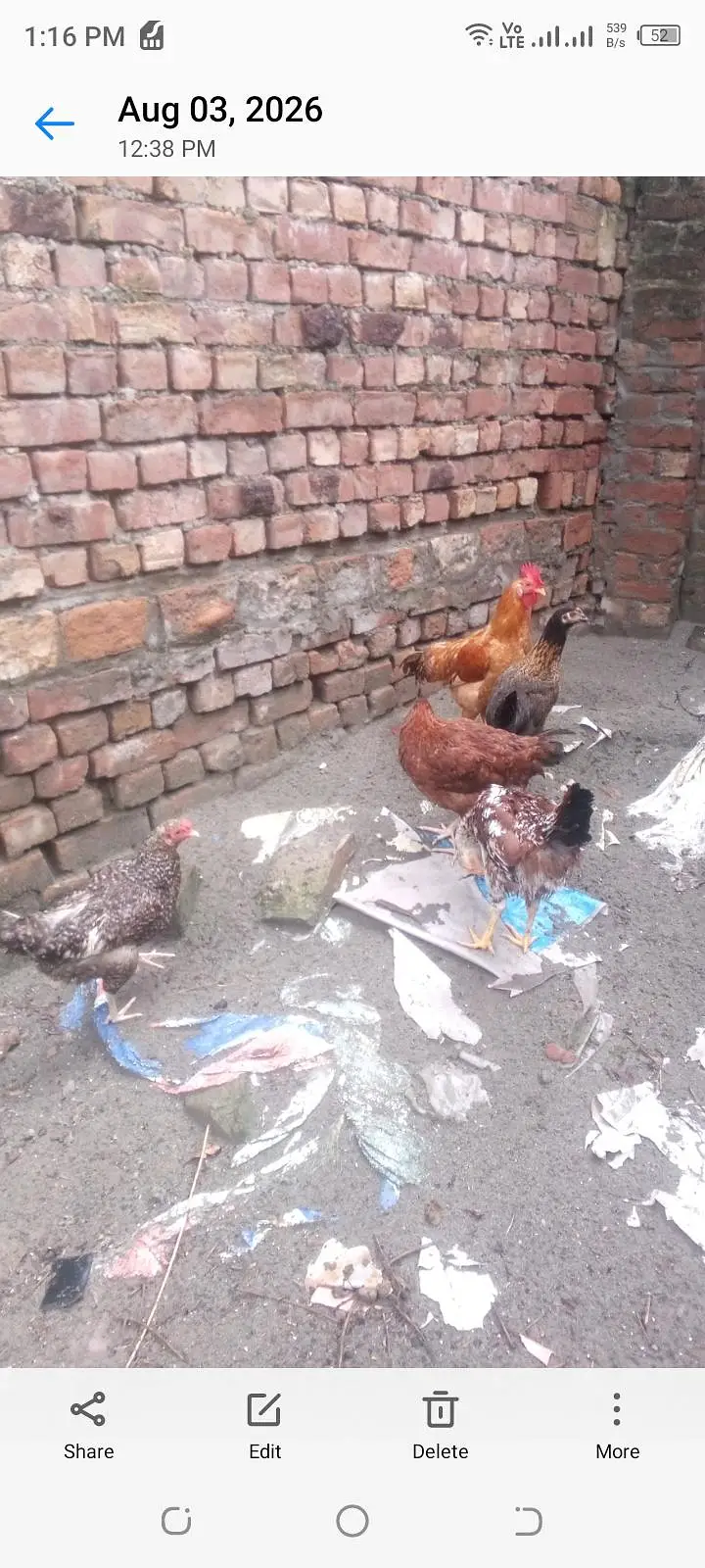male female dono hai duck chakoor mugi bache — photo 5