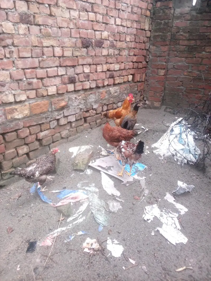 male female dono hai duck chakoor mugi bache — photo 6