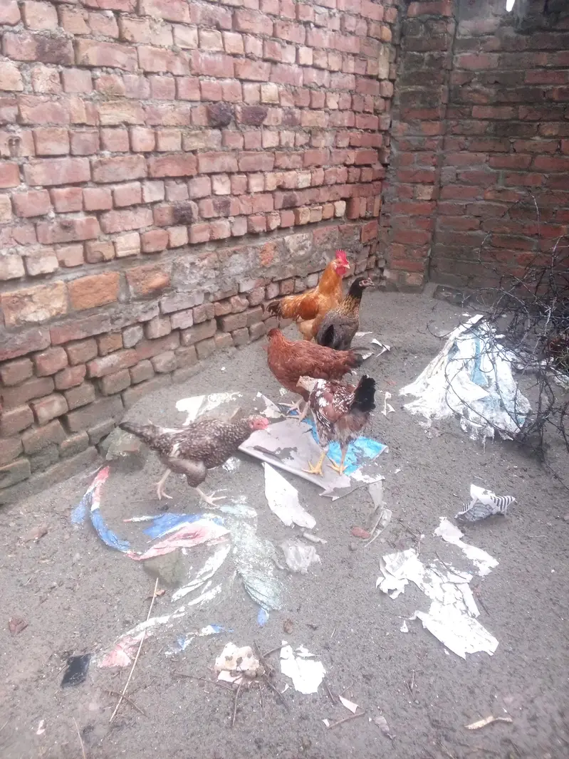 male female dono hai duck chakoor mugi bache — photo 7