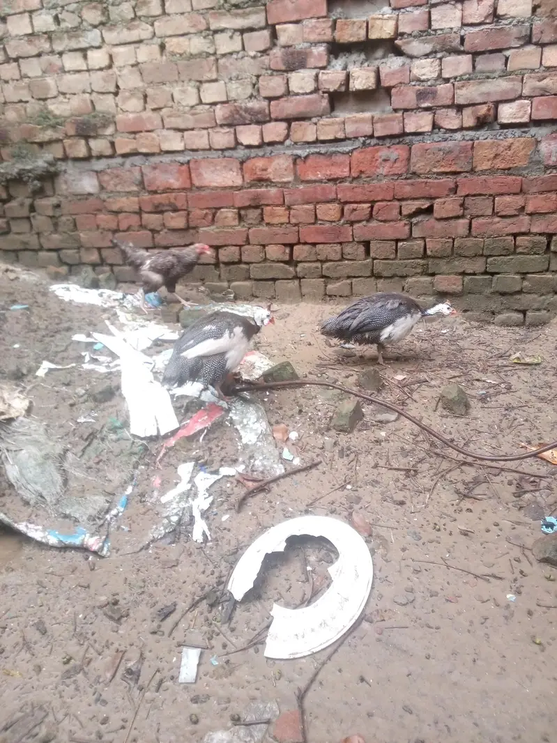 male female dono hai duck chakoor mugi bache — photo 8