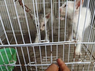Cats Baby For sale Nasal ka mujy nai pata