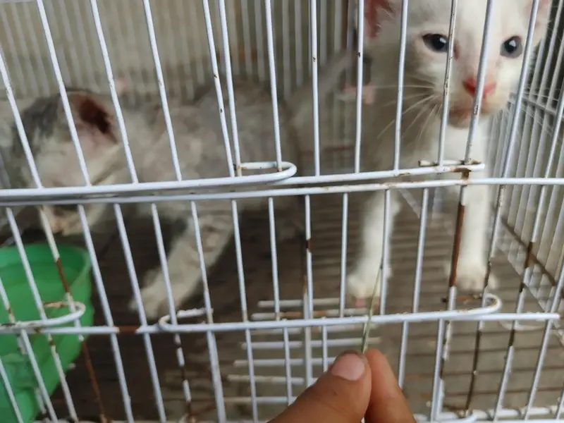 Cats Baby For sale Nasal ka mujy nai pata — photo 2