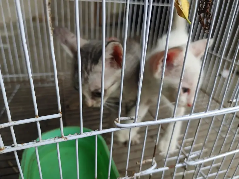Cats Baby For sale Nasal ka mujy nai pata — photo 3