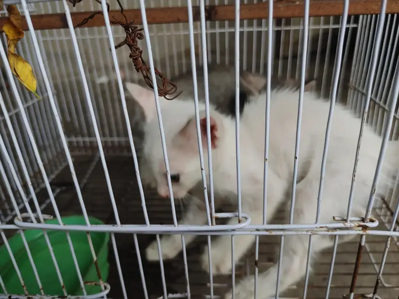 Cats Baby For sale Nasal ka mujy nai pata — photo 4