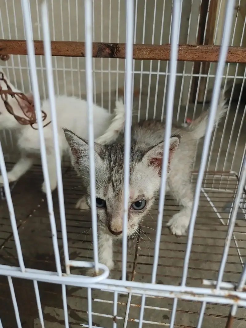 Cats Baby For sale Nasal ka mujy nai pata — photo 5