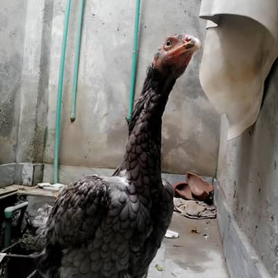 sale aseel murgi