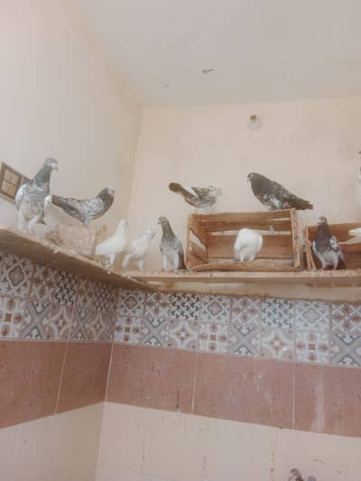mix pigeon