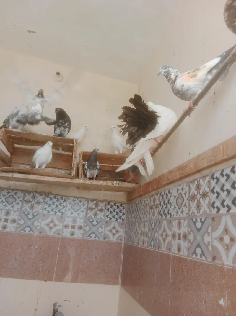 mix pigeon — photo 2