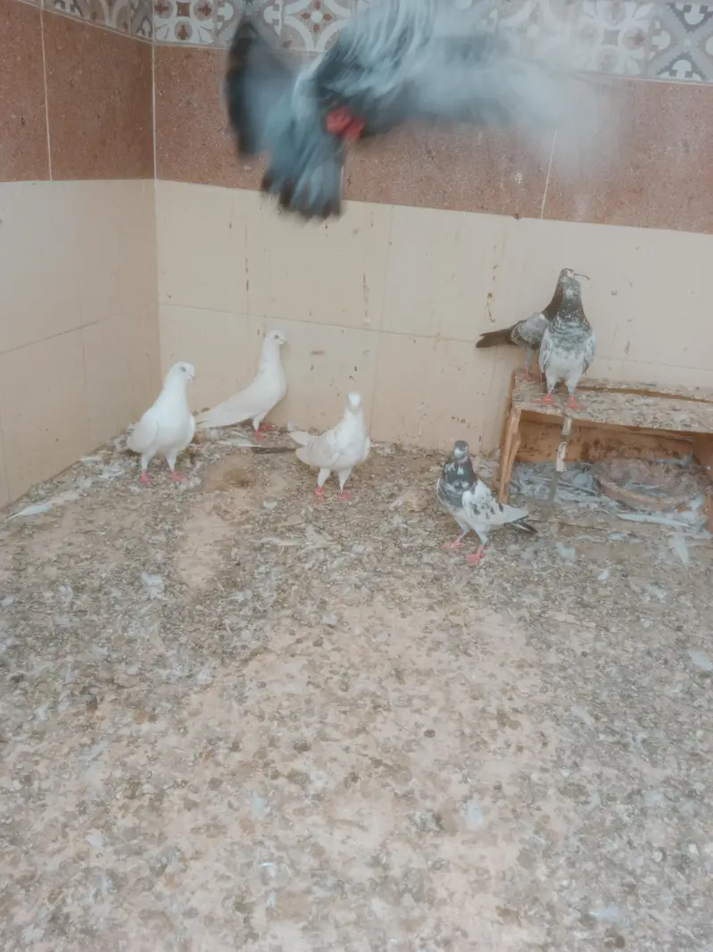 mix pigeon — photo 3