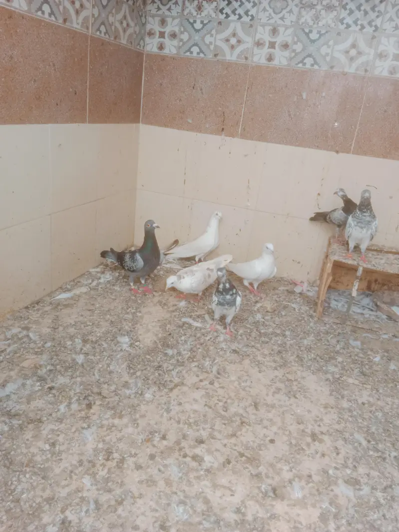 mix pigeon — photo 4