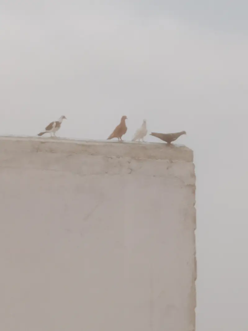 mix pigeon — photo 5