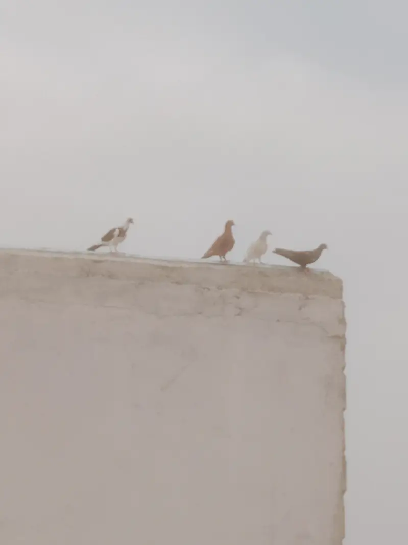 mix pigeon — photo 6