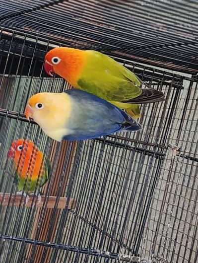 Lovebird Complete Setup For Sell