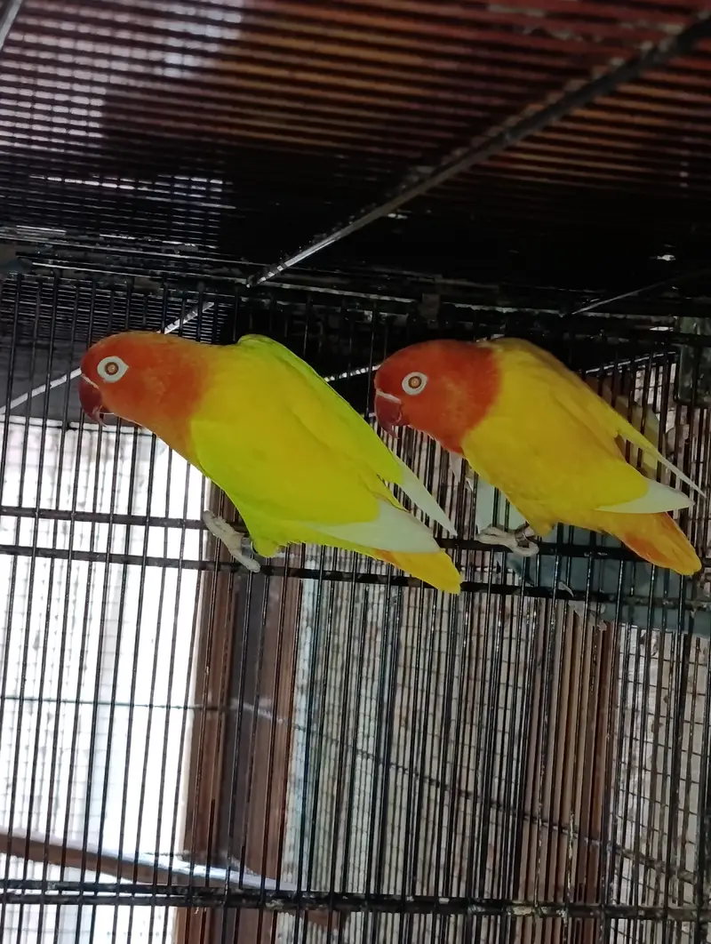 Lovebird Complete Setup For Sell — photo 2
