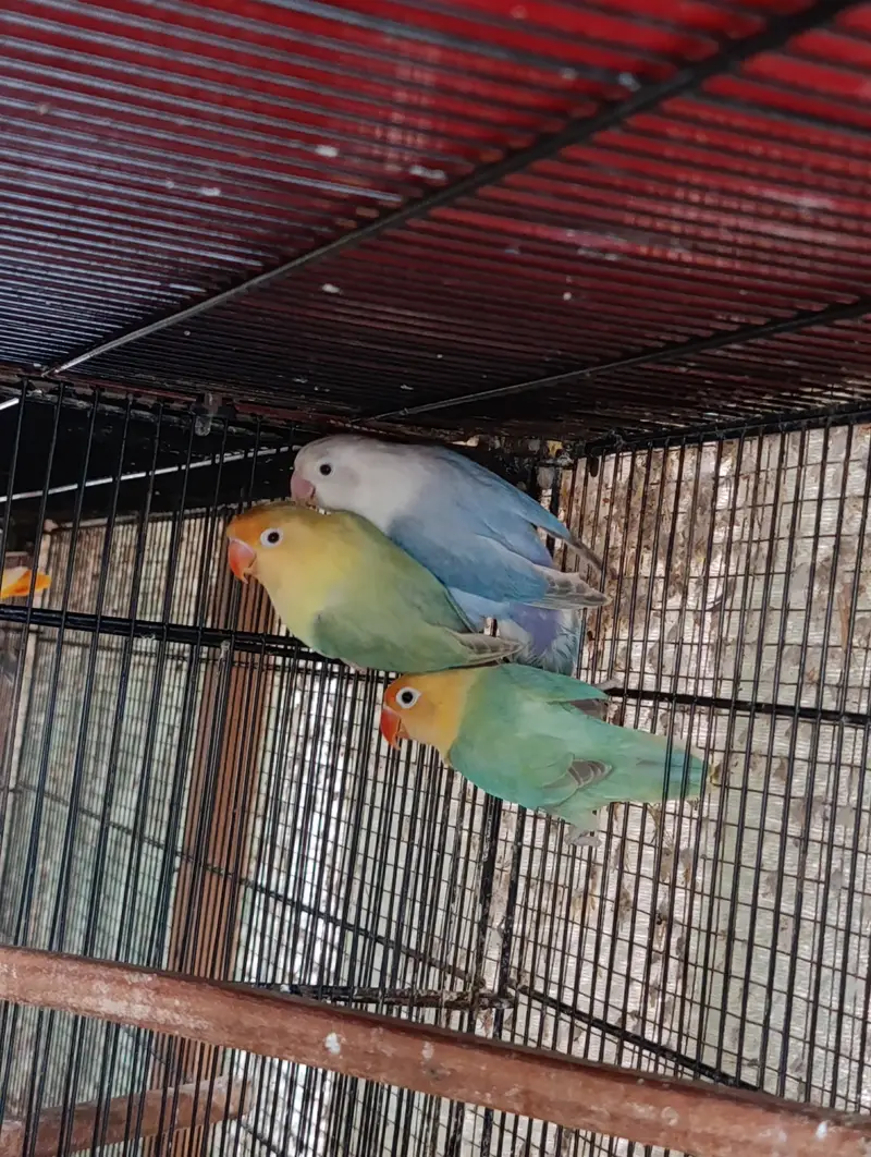 Lovebird Complete Setup For Sell — photo 3