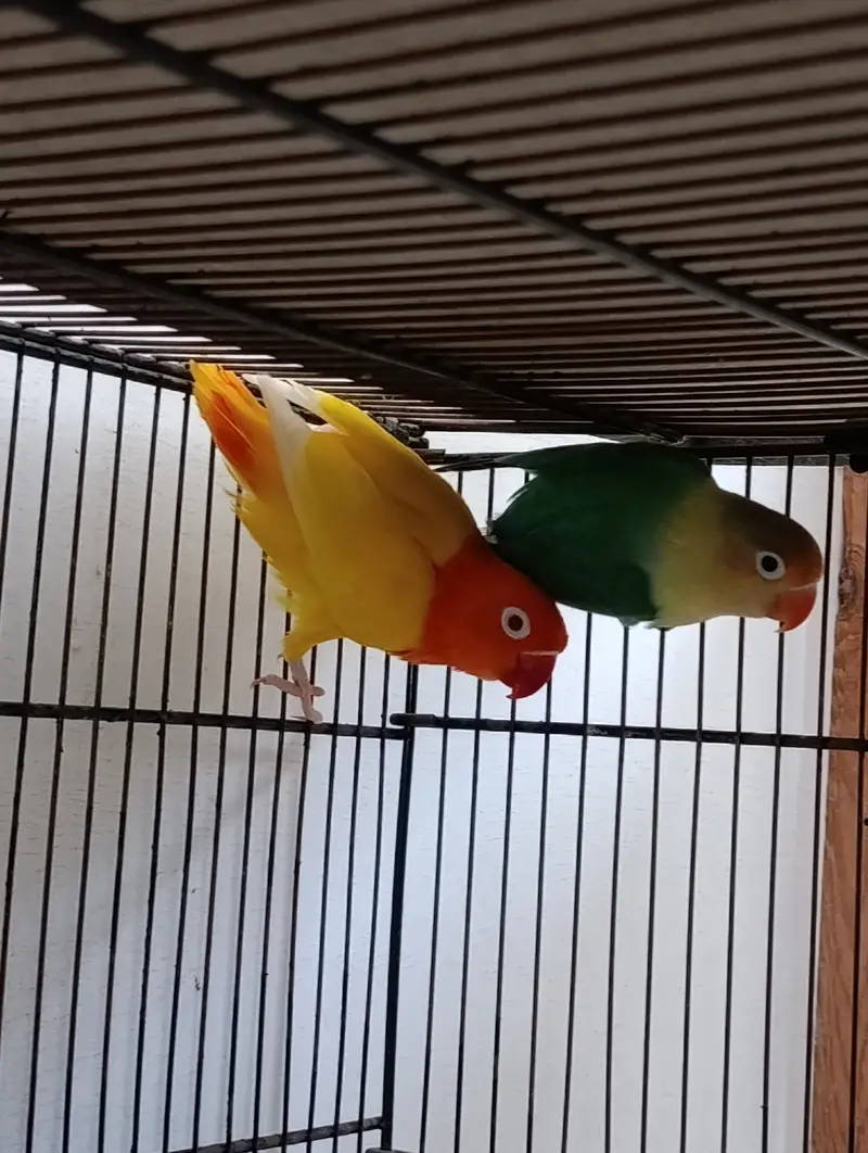 Lovebird Complete Setup For Sell — photo 4