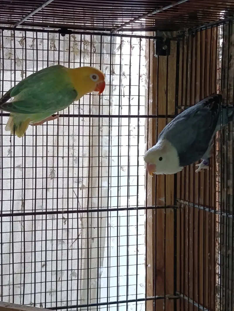 Lovebird Complete Setup For Sell — photo 5