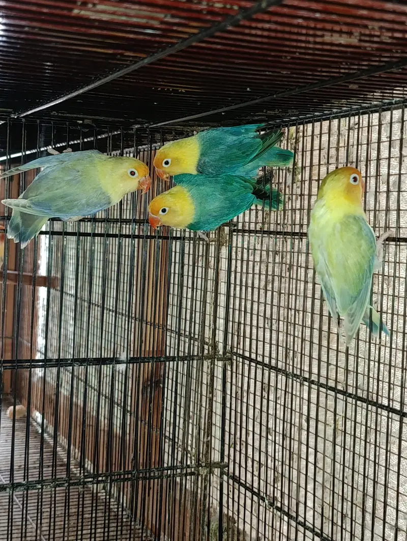 Lovebird Complete Setup For Sell — photo 6