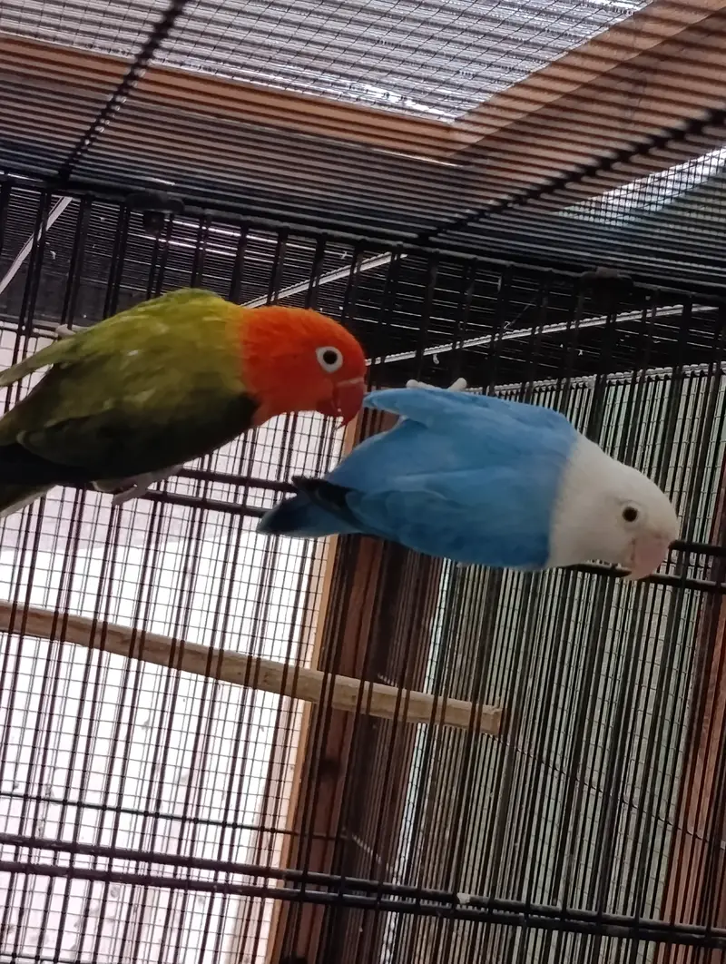 Lovebird Complete Setup For Sell — photo 7