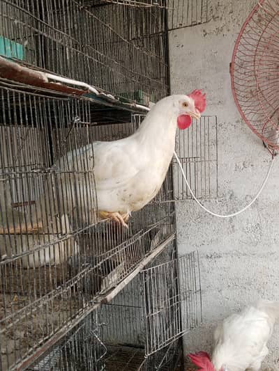  Premium Quality Layer Hens available