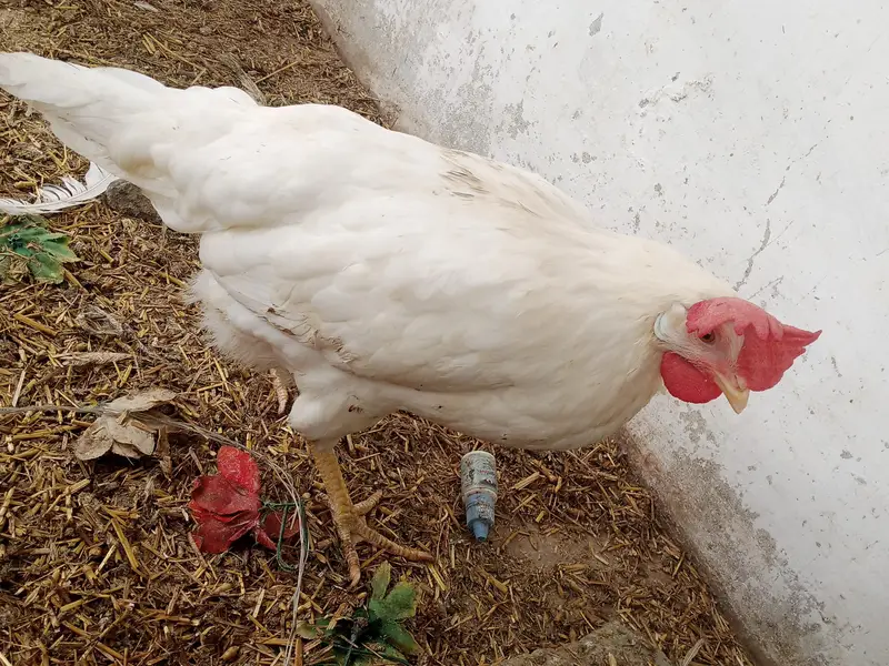 Premium Quality Layer Hens available — photo 2
