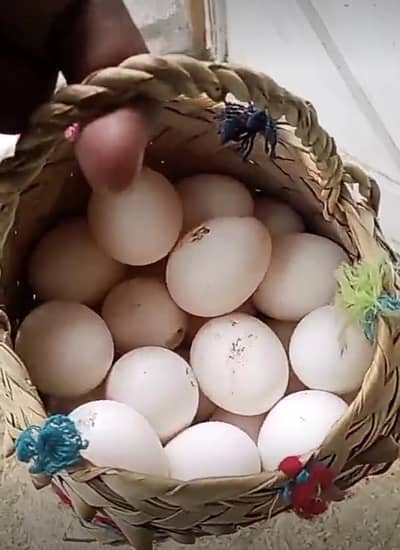 Premium Quality Layer Hens available