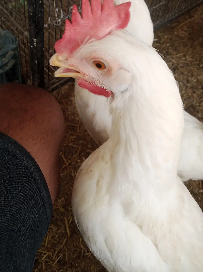 Premium Quality Layer Hens available — photo 4