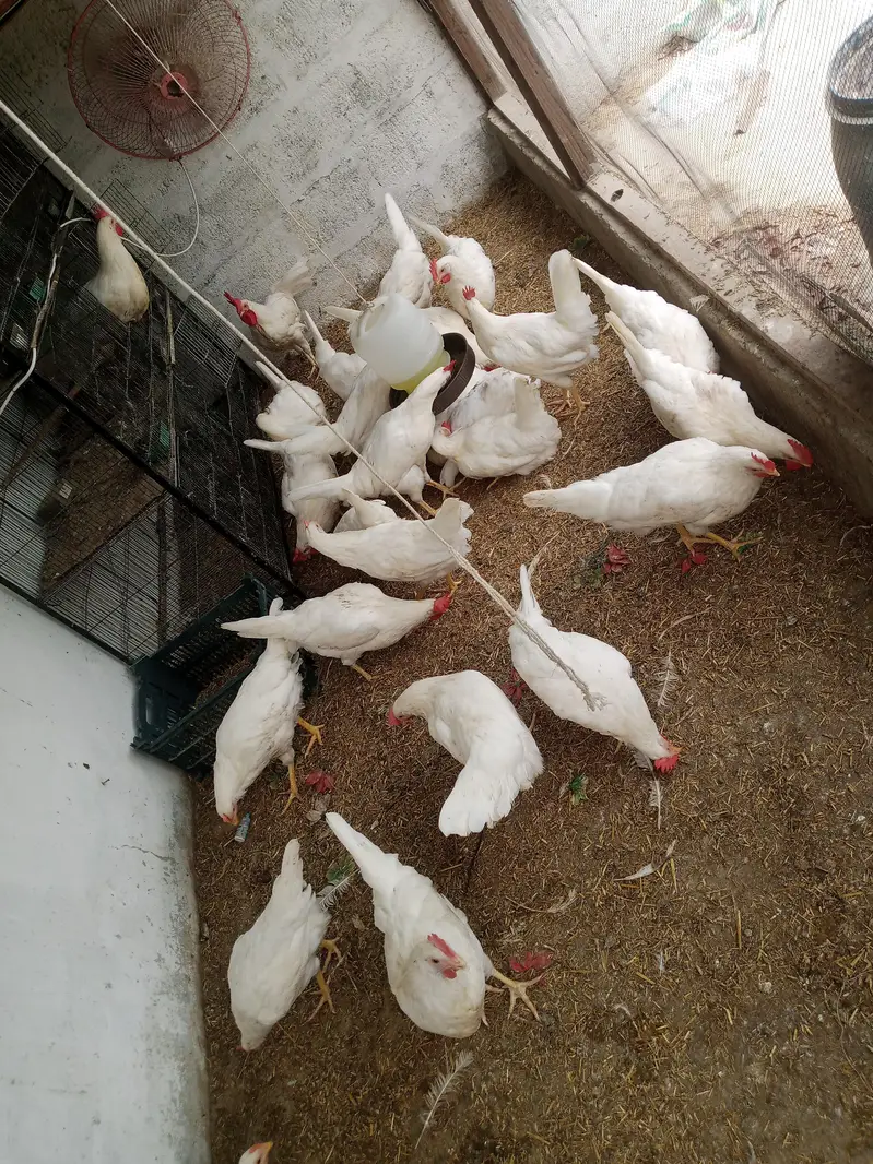 Premium Quality Layer Hens available — photo 5