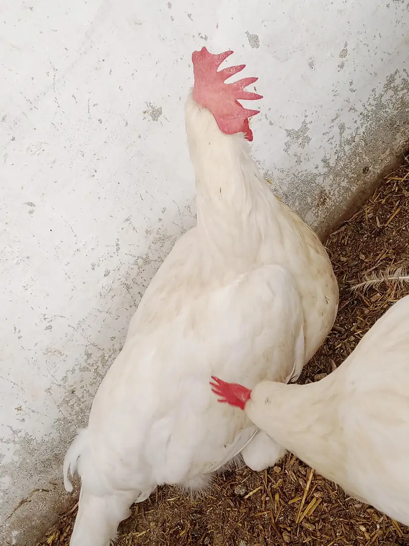 Premium Quality Layer Hens available — photo 6