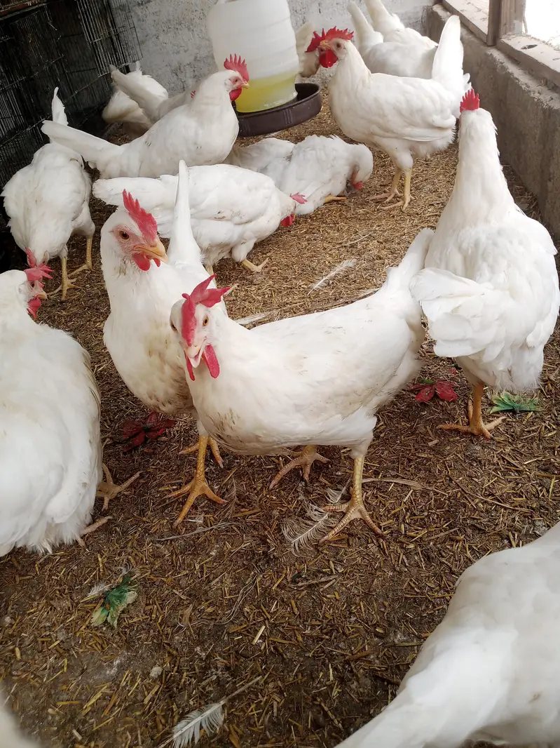 Premium Quality Layer Hens available — photo 7