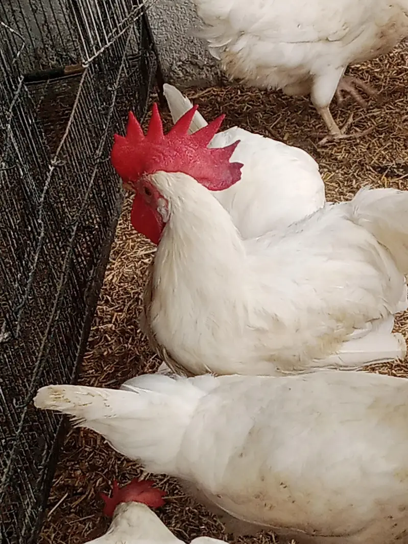 Premium Quality Layer Hens available — photo 8